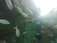 -悉尼海洋生物水族馆