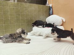 -帕帕拉兹宠物(亚洲旗舰店)