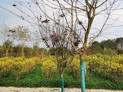 -桤木河湿地公园