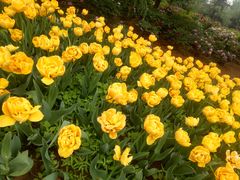 -洛阳郁金香牡丹园