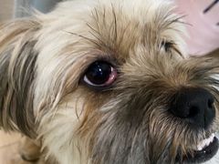 -萌兽医馆·宠物医院·猫骨科(创景店)