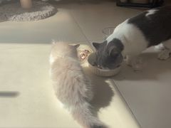 -东方名猫馆·英短金渐层布偶猫舍(环线广场1号楼店)