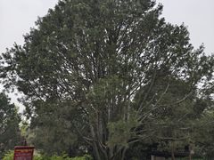 -西安青龙寺遗址景区