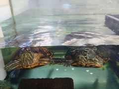 -东莞楼农家菜(金海湾大道分店)