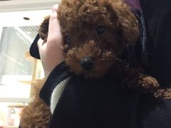 -1013 PET SHOP 宠物商店(近铁城市广场店)