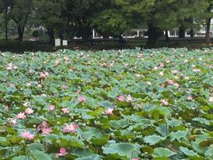 -荔湾湖公园