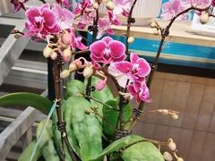 -盒马鲜生(王府广场店)