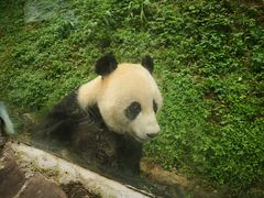 -都江堰中华大熊猫苑