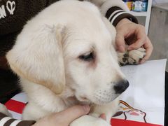 -瑞鹏瑞爱宠物医院·全科·猫科·血液透析中心(龙头寺店)