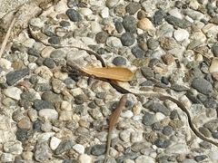 -上巴拉卡花园和下巴拉卡花园