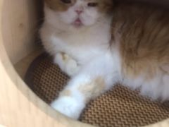 -喵园·猫主题咖啡厅·撸猫·猫咖(国贸店)