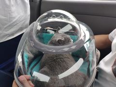 -纳吉亚猫专科动物医院·北北分院