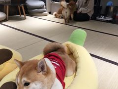-逗柴咖啡屋·狗咖猫咖宠物桌游