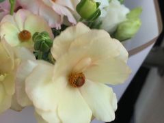 -双季花艺园艺市场(浦东店)