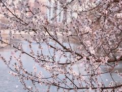 -桃花堤公园