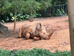 -广州长隆野生动物世界