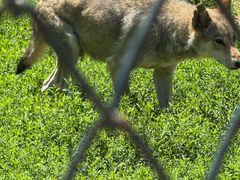 -大连森林动物园