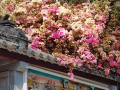 -深圳国际园林花卉博览园