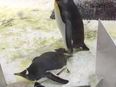 -大连圣亚海洋世界