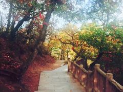 -照金香山旅游景区