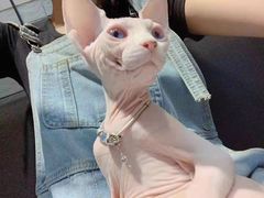 -欣宠猫屋·矮脚拿破仑·蓝金金渐层