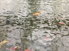 -汤山翠谷生态餐厅