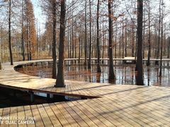 -泗洪洪泽湖湿地景区