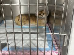 -四月宠物医院·猫专科·心脏专科·内科(转塘店)