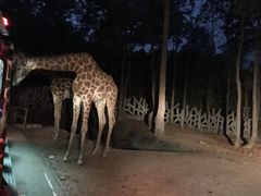 -清迈夜间动物园
