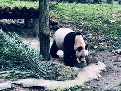 -都江堰中华大熊猫苑