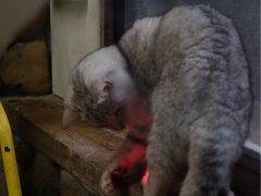 -猫咪博物馆(顶澳仔猫街店)