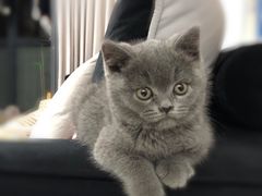 -喵zoo家庭繁育猫舍(尖东智能花园店)