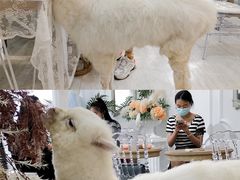 可爱的羊驼-共舞时光猫咖·狗咖(新街口店)