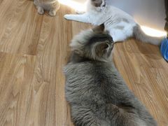 -COLOR PETS 撸猫馆·购猫·猫咖(长风大悦城店)