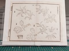 -四川大学博物馆