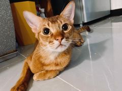 -猫大福·Fortune Cat猫舍(百子湾店)
