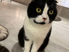 -猫儿山۰猫主题餐厅