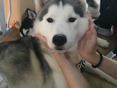 -Husky Go! 哈士奇体验馆·宠物咖啡厅狗咖