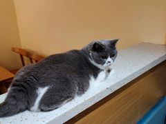 -滚猫咖啡·猫咖·猫友好撸猫(未来城店)