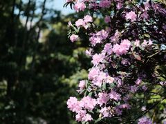 -梧桐山风景名胜区