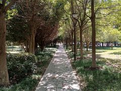 -紫薇公园