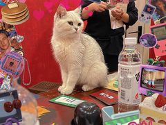 -猫尾侦探俱乐部·剧本杀·狼人杀