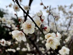 -新虹桥中心花园