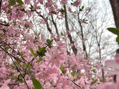 -洛阳市隋唐城遗址植物园