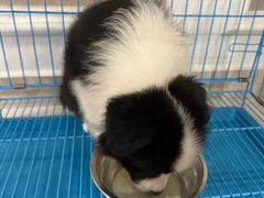 -翊宠yipet猫狗购宠庄园犬舍•猫舍