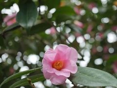 -杭州植物园