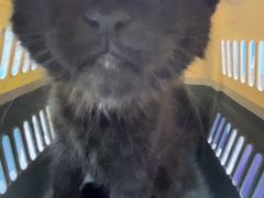 -小猫来了·猫咪专售(红山六九七九店)