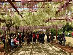 -嘉定紫藤园