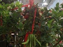 -双季花艺园艺市场(浦东店)