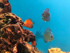 -海合安武汉极地海洋公园